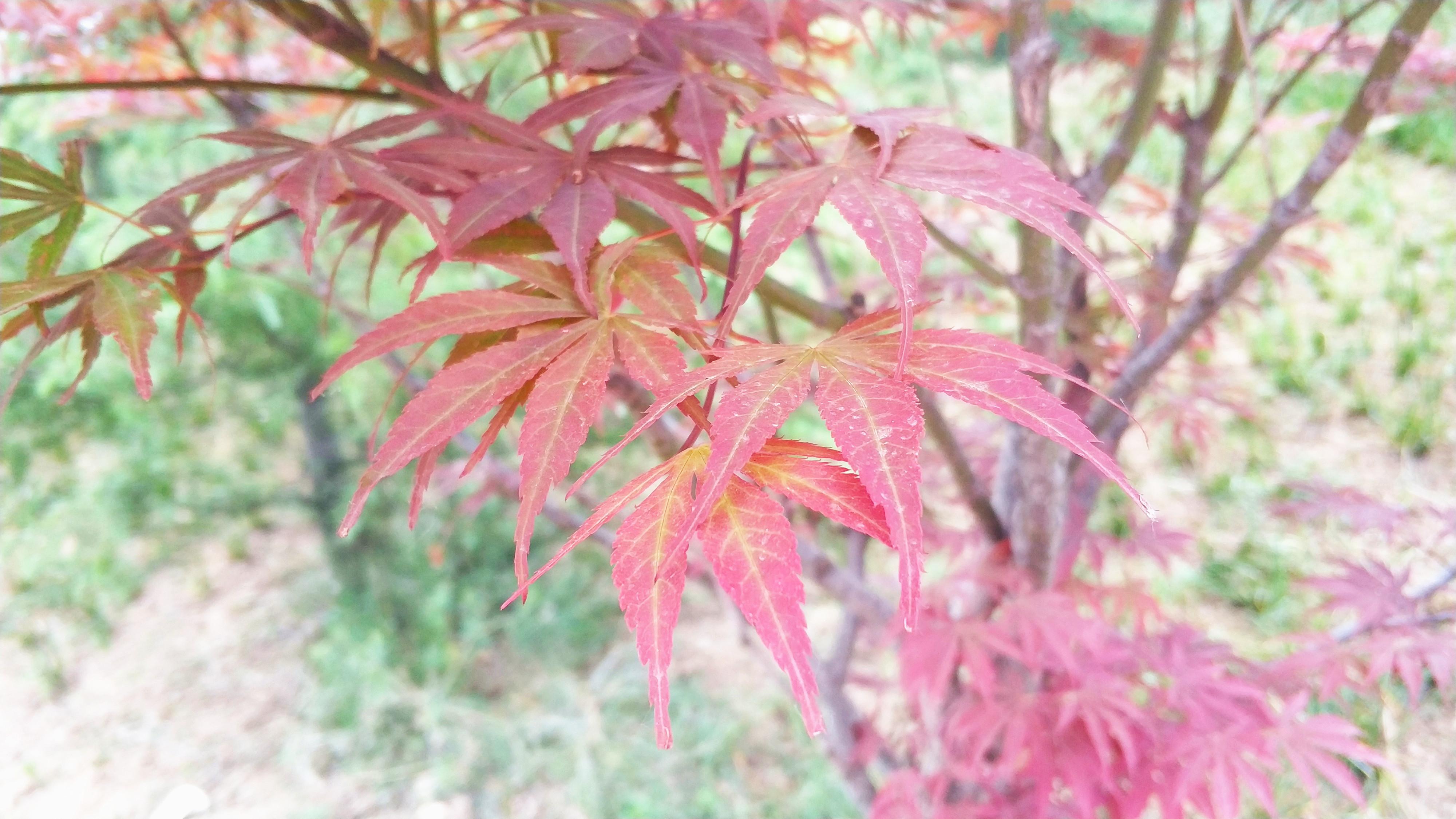 鄢陵枫叶舞蹈学校，优雅舞蹈的殿堂探索